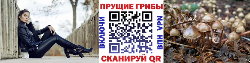 Псилоцибиновые грибы Psilocybe  Салехард 